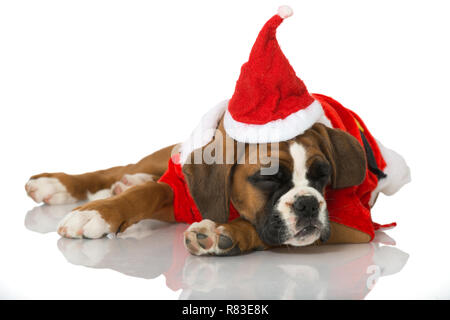 Christmas puppy isolated on white Stock Photo