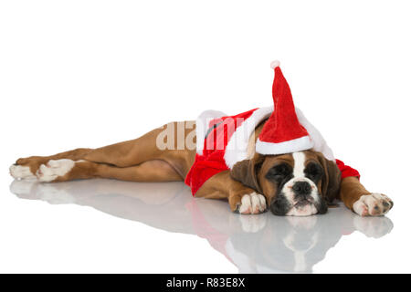 Christmas puppy isolated on white Stock Photo