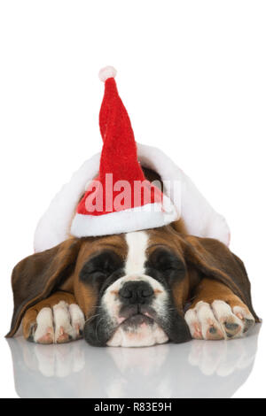 Christmas puppy isolated on white Stock Photo