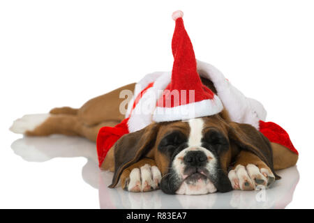 Christmas puppy isolated on white Stock Photo