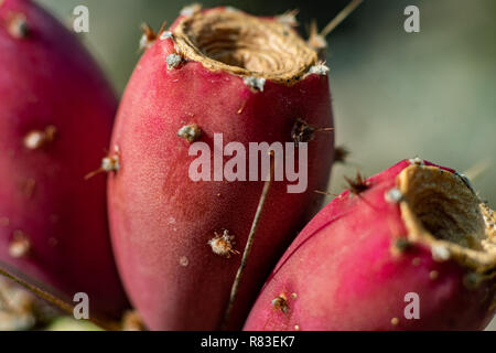 Macro close up of red prickly pears growing on a cactus