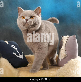 british shorthair cat, lilac, sitting between pillows