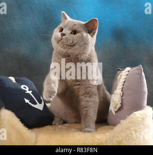 british shorthair cat, lilac, sitting between pillows