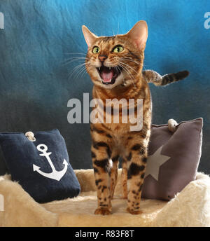 bengal cat meowing Stock Photo