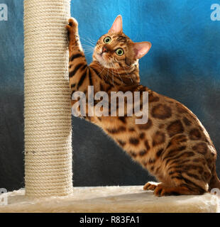 bengal cat scratching at sisal Stock Photo