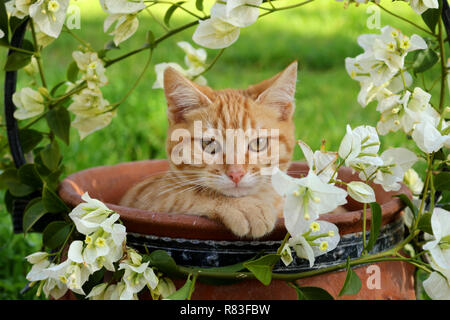 young ginger cat, 3 month old, lying in a flower pot with white bougainvillea Stock Photo