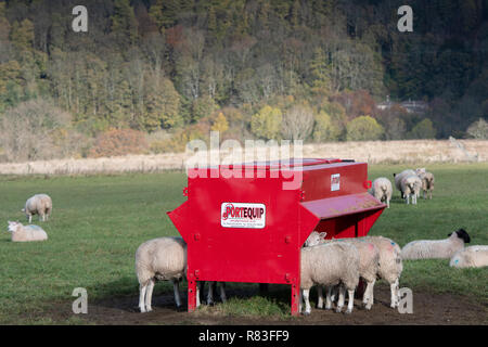 Fattening Lambs Eating From A Creep Feeder North Yorkshire Uk