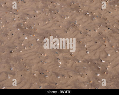 Beach sand with some shells structured by the wind Stock Photo