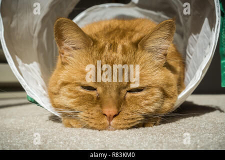 Large orange cat sleeping in a cat tunnel Stock Photo