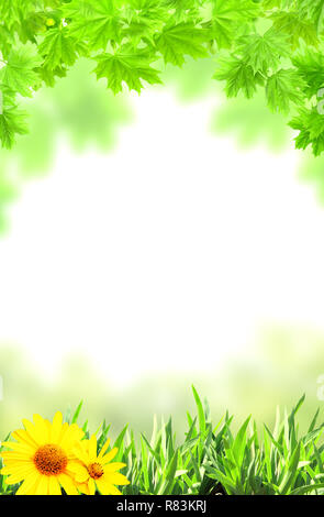 Maple leaves and green grass. Isolated on white background Stock Photo