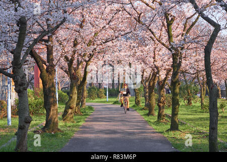 Japanese man riding his bicycle carrying a bird in a cage on a path under blooming cherry trees. Stock Photo