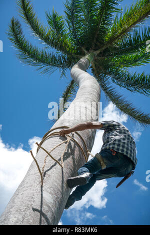 Adult male climbs tall coconut tree with rope to get coco nuts. Harvesting and farmer work in caribbean countries Stock Photo