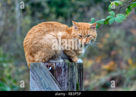 Orange Tabby cat perched on a fence post. Stock Photo