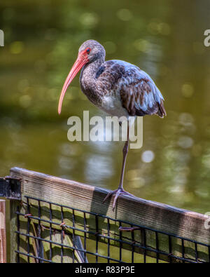 Immature American White Ibis (Eudocimus albus) perched using one leg on a wooden fence. Stock Photo