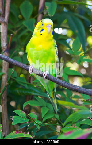 Beautiful Australian Budgerigar (Melopsittacus undulatus), also known as Budgie or Parakeet, in captivity. Stock Photo