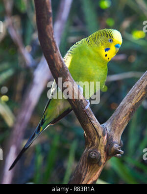 Beautiful Australian Budgerigar (Melopsittacus undulatus), also known as Budgie or Parakeet, in captivity. Stock Photo