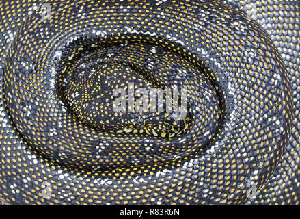 Diamond Python incubating eggs Stock Photo - Alamy