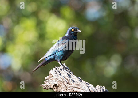 Cape glossy starling (Lamprotornis nitens) on a branch in Namibia Stock Photo