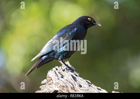 Cape glossy starling (Lamprotornis nitens) on a branch in Namibia Stock Photo