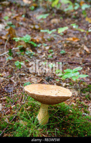 Bolote fungus, Algonquin Provincial Park, Ontario, Canada Stock Photo