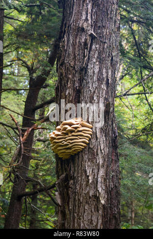 Bracket Fungus, Algonquin Provincial Park, Ontario, Canada Stock Photo