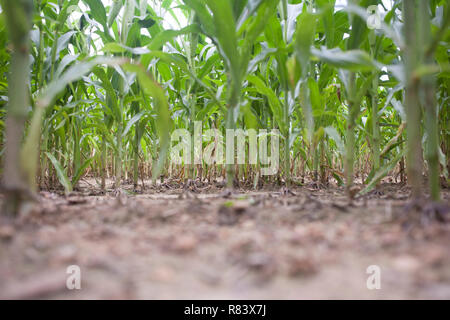 Wide and detailed corn fields leaves and corn plants in France in summer Stock Photo