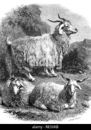 Goat drawing, illustration, vector on white background. Stock Vector by  ©Morphart 283434690