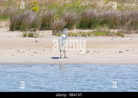 Great Egret on a wetland Beach in Pea Island National Wildlife Refuge on Cape Hatteras in North Carolina Stock Photo