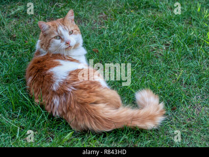 Long-haired ginger and white cat (Felis catus) lying on grass, London, England Stock Photo