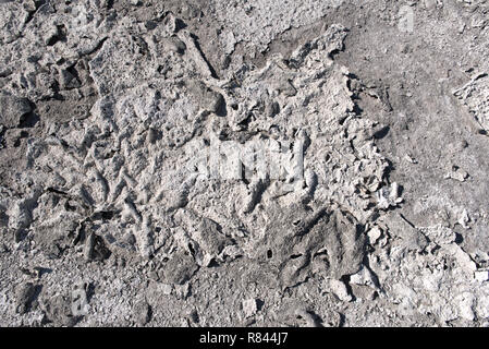 Dry lake bed with natural texture of cracked clay and salt on the ground cause of dehydration for a long time, Nxai Pan National Park, Botswana Stock Photo