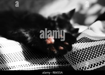 Paw with pads close-up against the backdrop of a sleeping cat on the wicker blanket. One color detail on a photo. A cat resting on the couch. The sun  Stock Photo