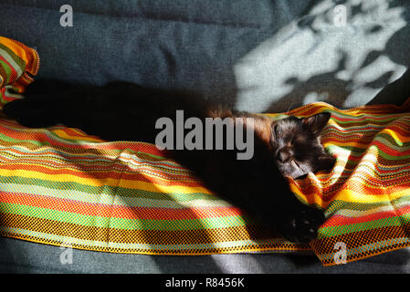 A chocolate-colored cat sleeps on a striped blanket. The sun warms the cat and sunspots are reflected on the sofa. Brown cat sleeping on the couch. Re Stock Photo