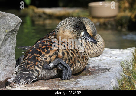 African White-backed Ducks (Thalassornis leuconotus) relaxing on a rock in the Spring sunshine in Southern England Stock Photo