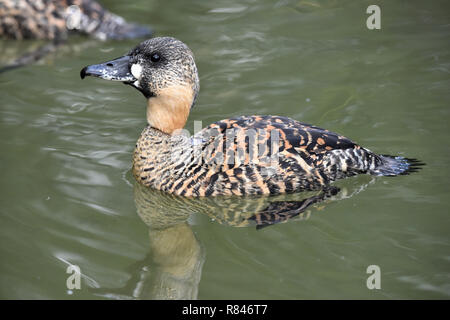 An African White-backed Duck (Thalassornis leuconotus) swimming in a pond in Southern England Stock Photo
