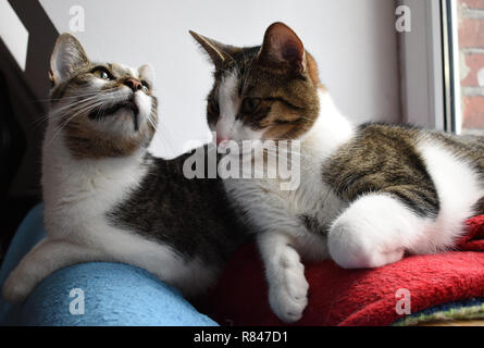 Two alley cats lying on red and blue blankets. Furry feline siblings. Stock Photo