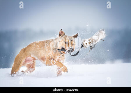 American Pit Bull Terrier running and playing in the snow Stock Photo