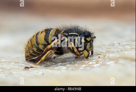 Common Wasp queen (Vespula vulgaris) hibernating under tree bark in December. Cahir, Tipperary, Ireland Stock Photo