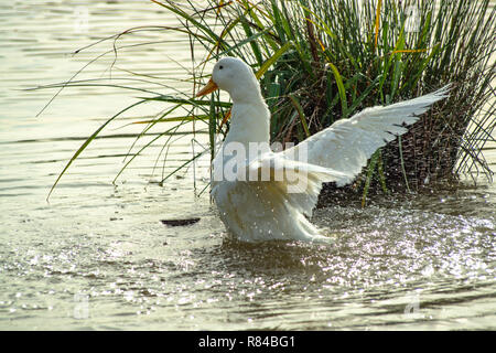 White Pekin (peking) ducks with white feathers and yellow bills in Group Flock, Brace or Raft Stock Photo