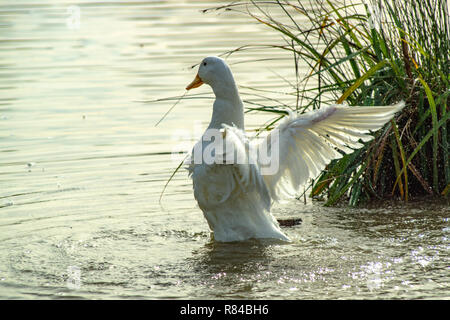 White Pekin (peking) ducks with white feathers and yellow bills in Group Flock, Brace or Raft Stock Photo