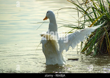 White Pekin (peking) ducks with white feathers and yellow bills in Group Flock, Brace or Raft Stock Photo