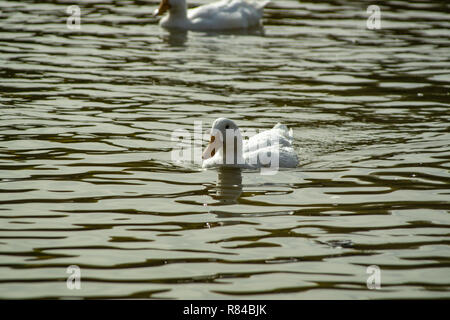 White Pekin (peking) ducks with white feathers and yellow bills in Group Flock, Brace or Raft Stock Photo