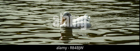 White Pekin (peking) ducks with white feathers and yellow bills in Group Flock, Brace or Raft Stock Photo