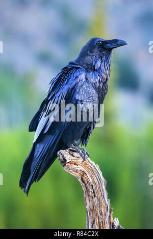 Common raven (Corvus corax) sitting on a dead tree in Yellowstone National Park, Wyoming Stock Photo