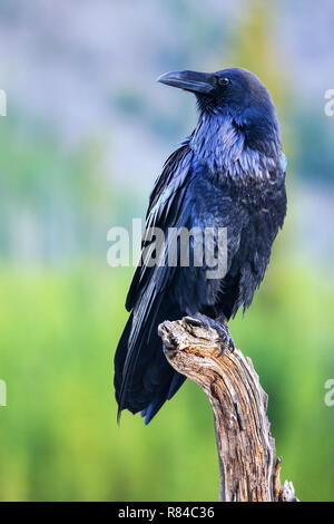 Common raven (Corvus corax) sitting on a dead tree in Yellowstone National Park, Wyoming Stock Photo
