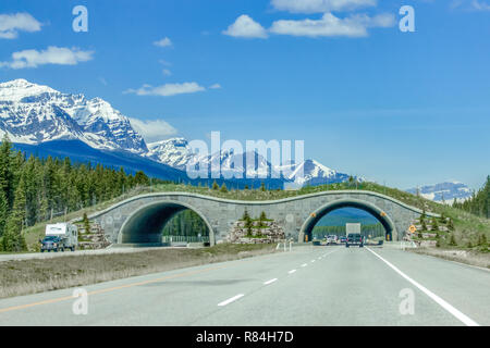 The Trans-Canada Highway in Banff National Park, Alberta, Canada has fencing on both sides of the twinned highway to keep large animals from accessing Stock Photo