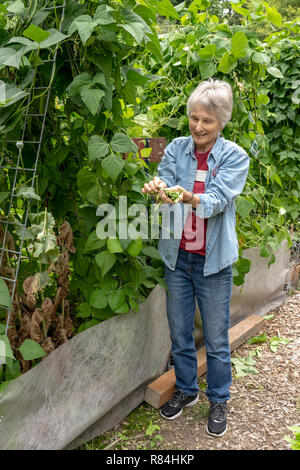 Bellevue, Washington, USA.  Woman picking Seychelles pole green beans that are being grown on an A-frame trellis.  (MR) (PR) Stock Photo