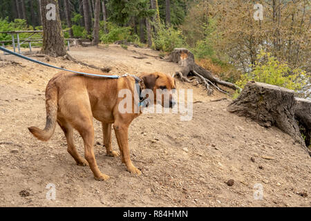 Redfox Labrador 'Mitchell' on a leash along the shoreline of Lake Easton, worried as two of his owners are leaving in a boat. Stock Photo