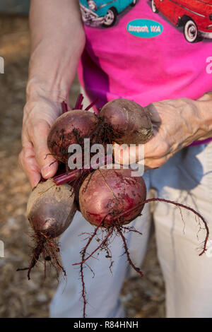 Woman holding freshly harvested beets. (MR) Stock Photo