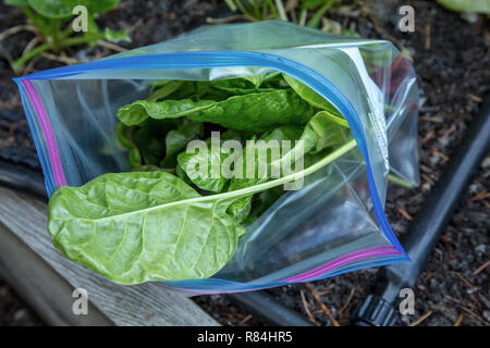 Bag of freshly harvested spinach. Stock Photo
