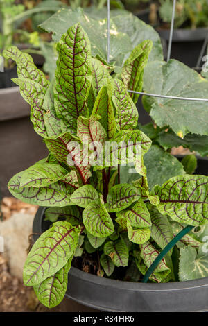 Blood Veined Sorrel growing in a pot. Stock Photo